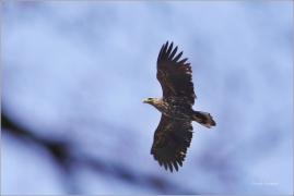 <p>OREL MOŘSKÝ - Šluknov (Haliaeetus albicilla) /White-tailed eagle - Seeadler/</p>